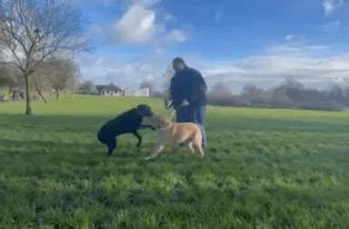 WATCH: Guide dog brothers reunite after 10 years apart