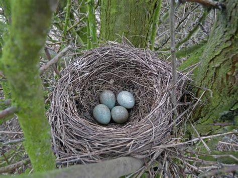 Common Blackbird photo: Blackbird nest in Hawthorn tree | the Internet Bird Collection | Bird ...