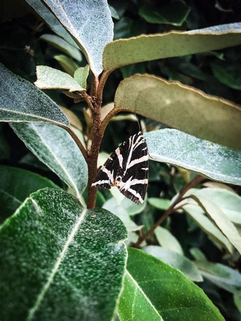 Found by the beach in Bretagne, France. 🇫🇷 : r/whatsthisbug