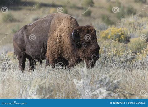 Old Bison at Theodore Roosevelt National Park Badlands Stock Image - Image of theodore, head ...