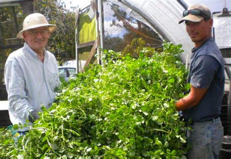 The Kratky Method: A Brilliant Hydroponics Setup you Need to Know - Garden and Happy