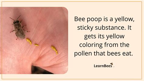 Is Honey Bee Poop? - LearnBees