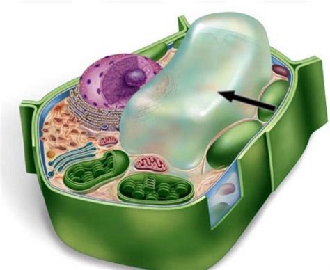 The Central Vacuole. . The marvelous central vacuole has… | by Vanessa Alvarado | Medium