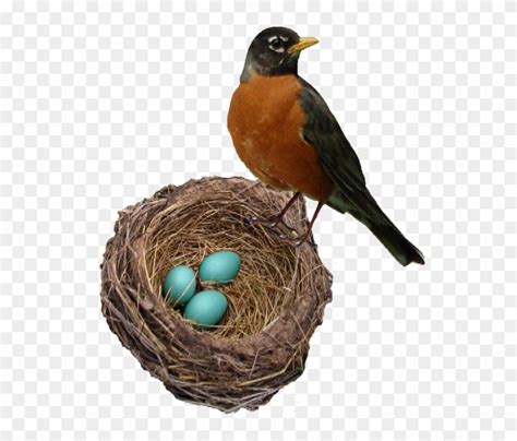 Robins Nest Web - Robin Bird In Nest - Free Transparent PNG Clipart ...