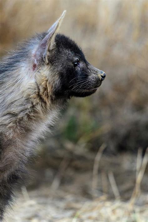 Brown Hyena (hyaena Brunnea) Cub Photograph by Roger De La Harpe - Fine Art America