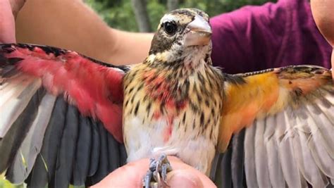 Rose-breasted Grosbeak: A bird which is both male and female ...