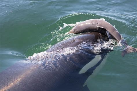 Orcas are killing porpoises—but not eating them. Why?