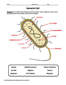 Bacterial Cell Model Labeled - jjwagner