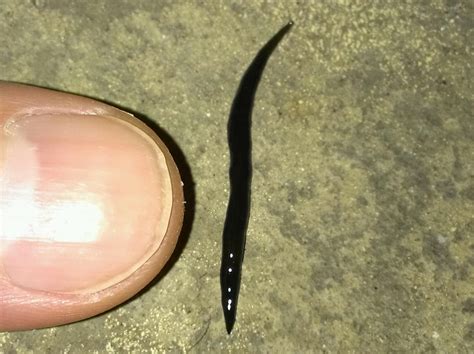 Little black worms everywhere - Fort Myers - Cape Coral area - Florida (FL) -Lee County - Page 2 ...