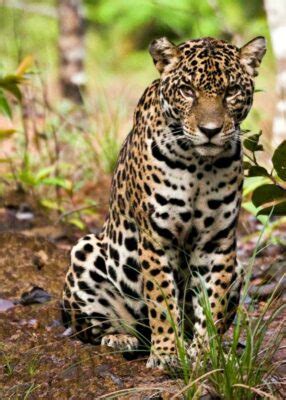 National animal of Guyana - Jaguar | Symbol Hunt