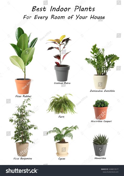 2,114 Best Indoor Plants Images, Stock Photos, 3D objects, & Vectors ...