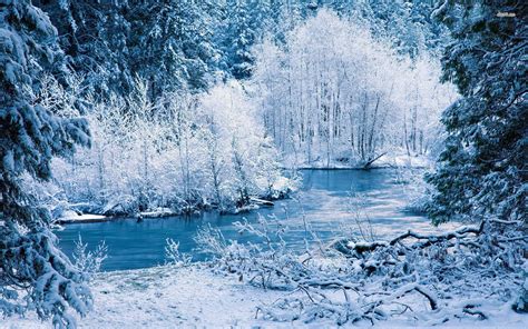 Icy winter forest wallpapers and images - wallpapers, pictures, photos