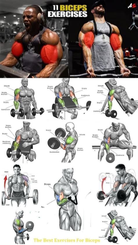 Ultimate Arms Workout Plan for Size | Gym workout chart, Big biceps workout, Gym workouts for men