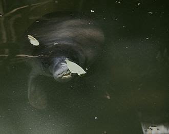 Amazonian manatee - Wikipedia