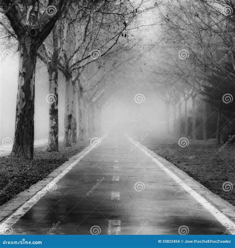 Foggy road stock photo. Image of mystery, white, tree - 33822454