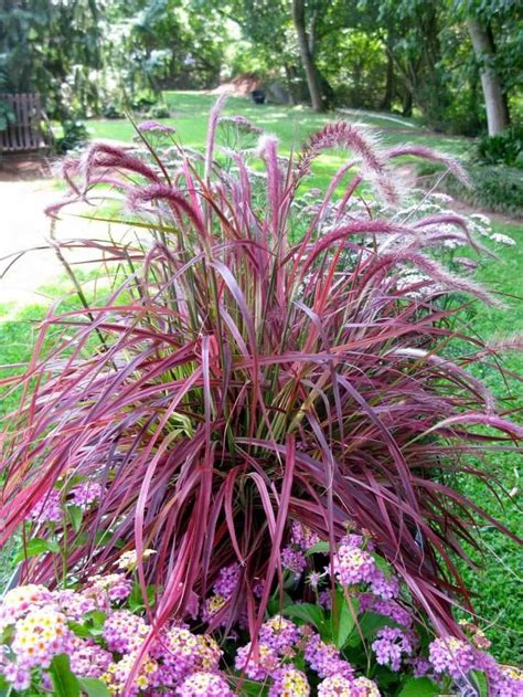 Purple Fountain Grasses For Landscaping | Fountain grass, Florida landscaping, Grasses landscaping