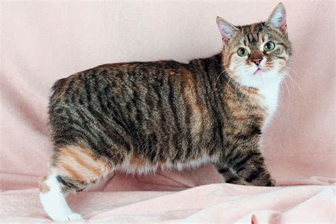 Manx Cat: Cat Breed Profile, Characteristics, and Care