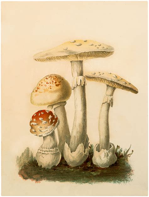 27 Mushroom Images - Vintage! - The Graphics Fairy