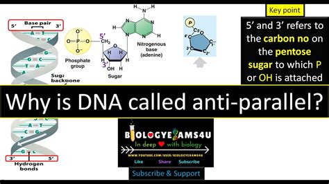 Why Is Dna Called A Double Helix Structure - Design Talk