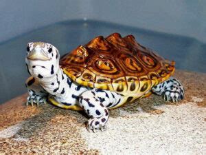 Diamondback Terrapin Care: A Detailed Guide for Beginners!