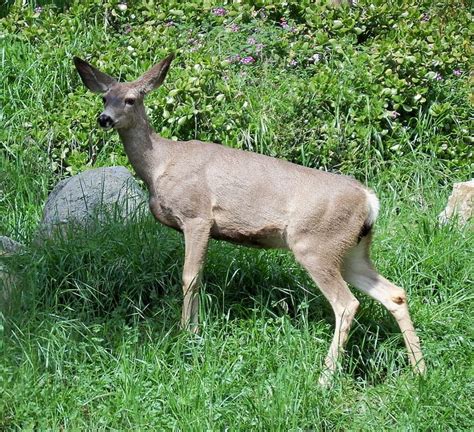 California mule deer - Alchetron, The Free Social Encyclopedia