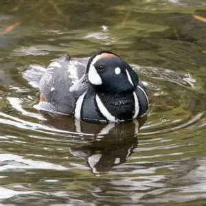 Harlequin Duck - Facts, Diet, Habitat & Pictures on Animalia.bio