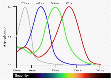 What colors can Birds see? Birds Vision Explained 2023