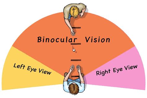 Exploring the Depths--of Vision! | Scientific American