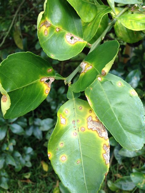 Citrus Canker in Northwest Florida - UF/IFAS Extension Santa Rosa County