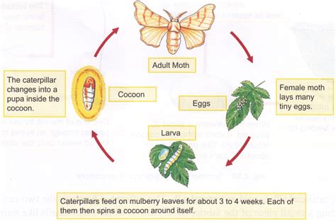 Explain The Life Cycle Of Silk Moth | Pinterest