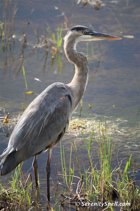 97 Cool Heron Species In Florida - insectza