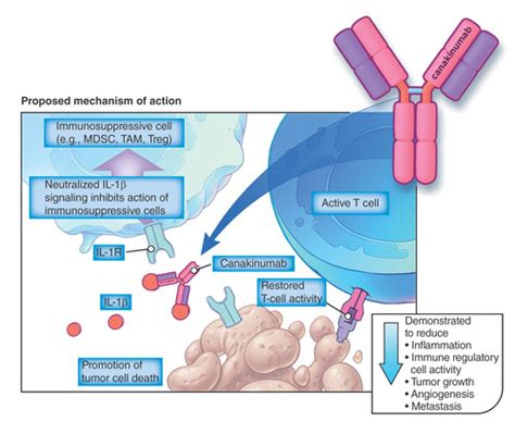 Full article: Canakinumab with and Without Pembrolizumab in Patients with Resectable Non-Small ...