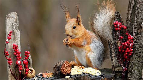 Brown Squirrel Is Standing on Tree Trunk Eating Nuts HD Animals Wallpapers | HD Wallpapers | ID ...