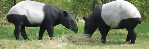 Tapir Reproductive Assessments - Virginia Zoo in Norfolk