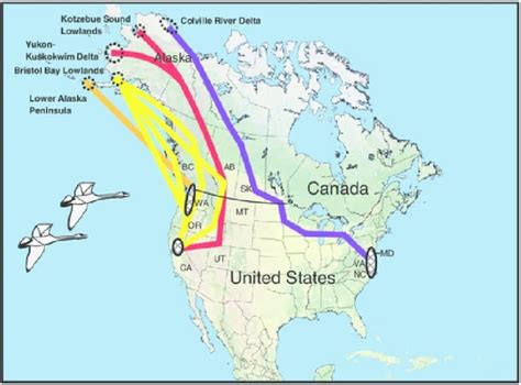 Where Do Swans Go in the Winter? Migration Guide of Most Common Swans