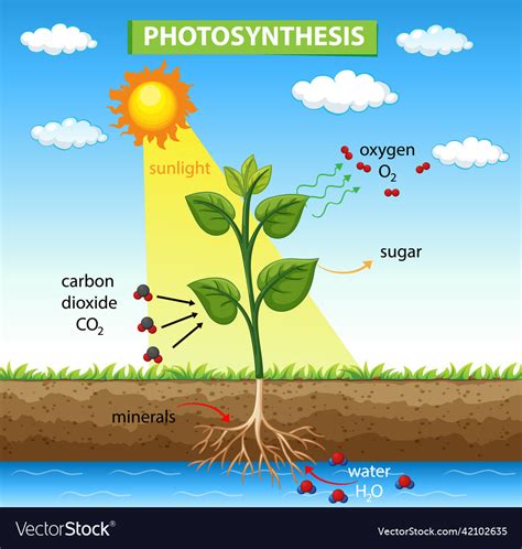 A Diagram Of Photosynthesis