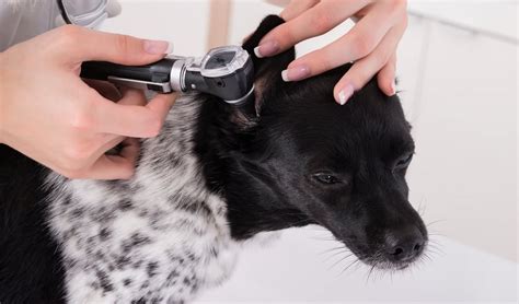 Ear Mites in Dogs: Symptoms, Natural Treatments and Prevention