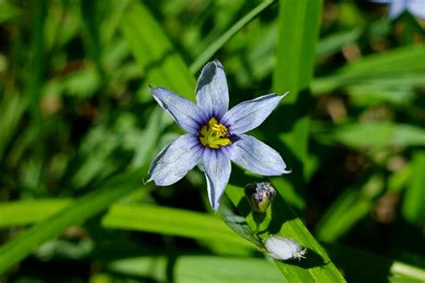 Sisyrinchium angustifolium - Wildflowers of the National Capital Region