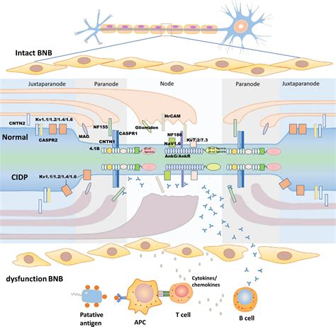 Frontiers | Impact of Neurofascin on Chronic Inflammatory Demyelinating ...