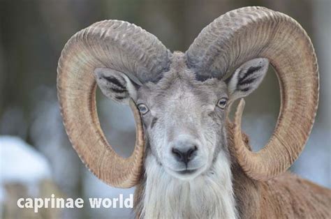 Afghan Urial (Ovis cycloceros) – Ralfs' Wildlife and Wild Places