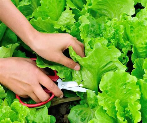 How to Grow Iceberg Lettuce in Containers - Home Soils