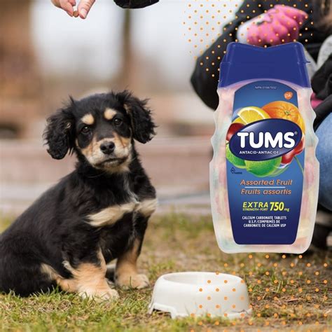 Can Dogs Take An Antacid Like Tums