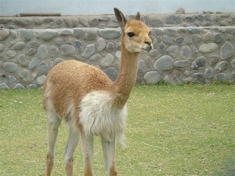 Pérou : Ma vie, mes rencontres, mes expériences: Alpaca - Vicuña - llama