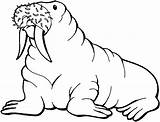 Walrus Coloring Pages sketch template