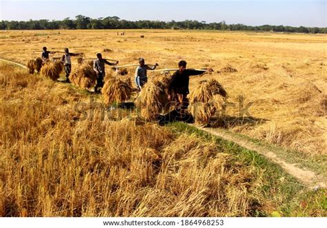 Development Agriculture Bangladesh Royalty-Free Images, Stock Photos ...