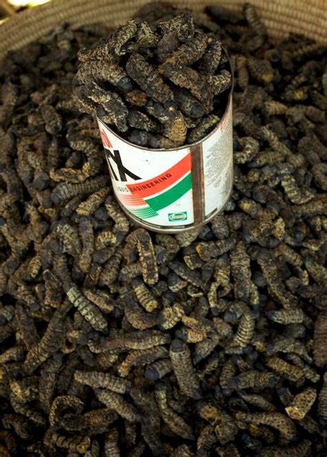 "Dried mopane worms are a staple food in Namibia. | Food staples, Traditional food, Food