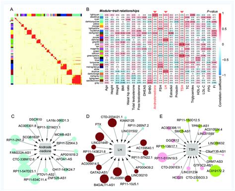 Identification of long non-coding RNA (lncRNA) co-expression modules... | Download Scientific ...