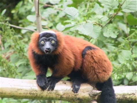 Red Ruffed Lemur Facts, Diet, Habitat, Pictures