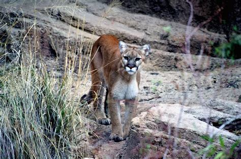 Idaho's Mountain Lion Population is Exploding