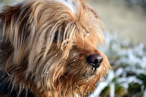 Free picture: fur, canine, animal, pet, cute, dog, portrait, terrier, brown dog